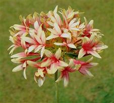  Radiant Capitulum
